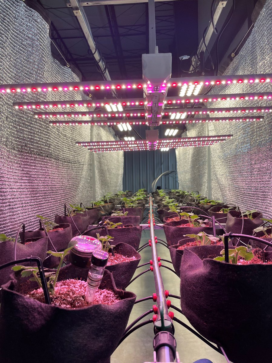 LedSilverleaf's tweet image. Love seeing SilverLeaf LED units installed at @BiodyneMidwest as part of a test with their IBEX Growing Systems! Look great and confident in their performance. We not only have standard lights, but we can create custom light recipes.