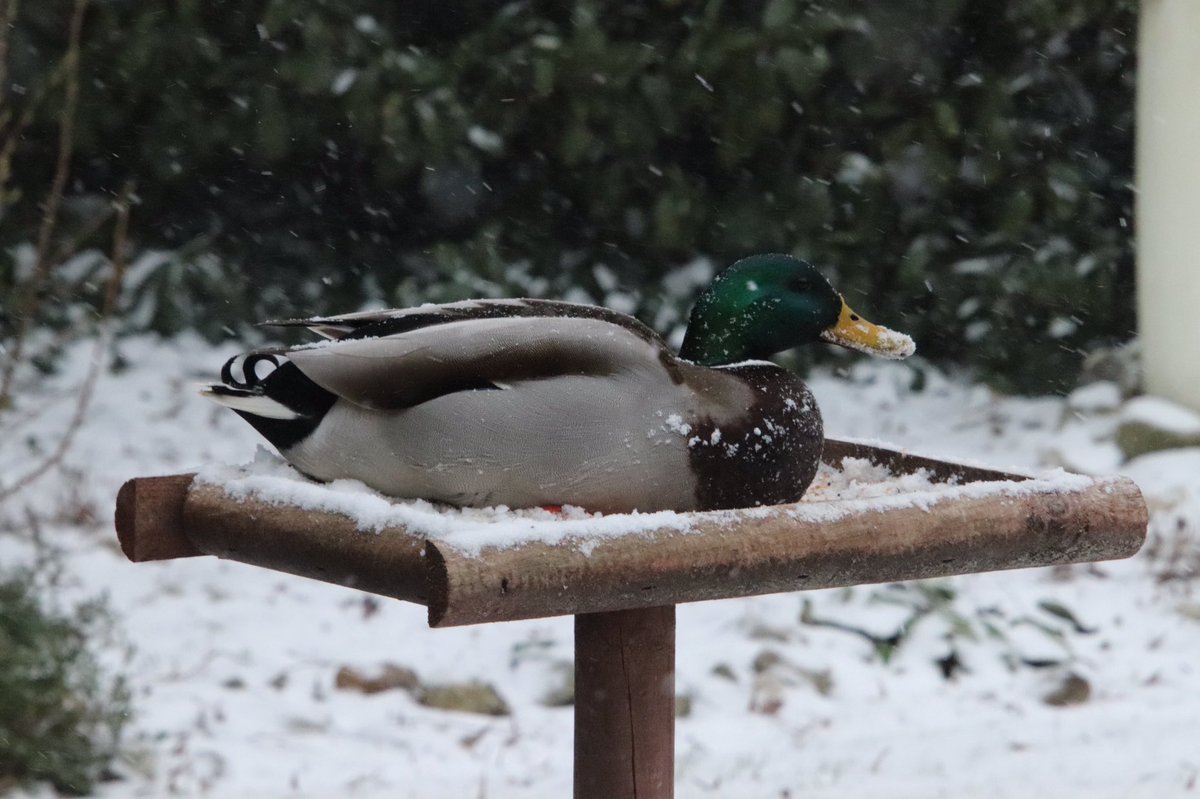 rc_hofman's tweet photo. Gek op vogelzaad #gastaantafel #eend #woerd #vogelnieuws https://t.co/xYvo8PKadp