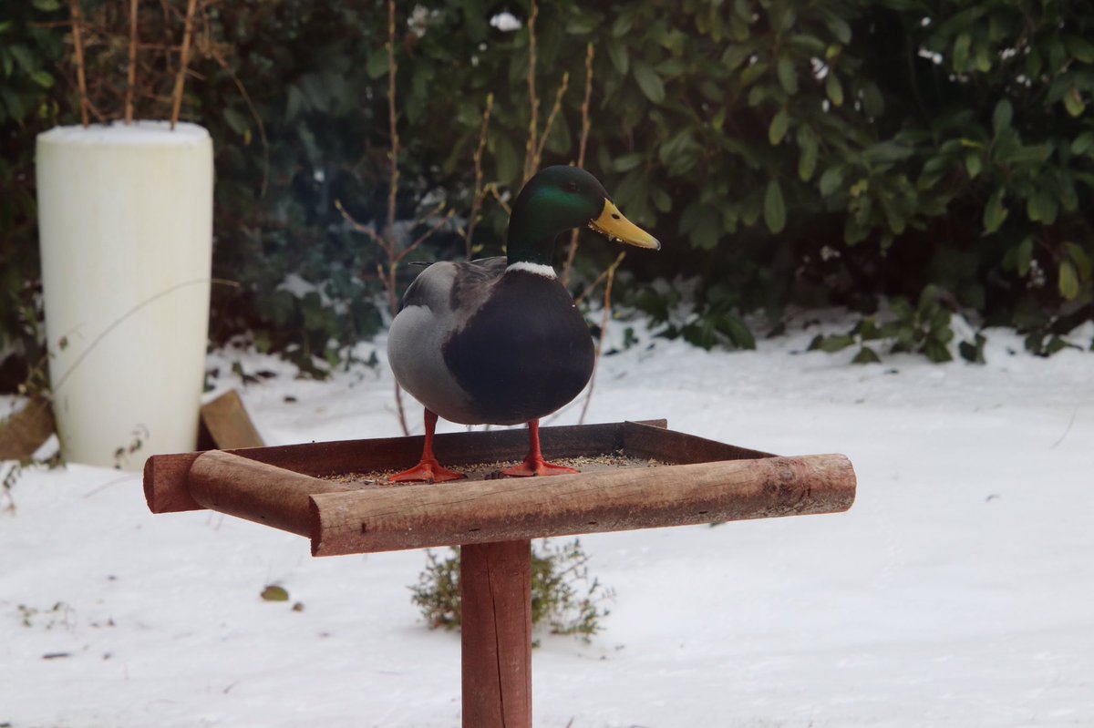 rc_hofman's tweet photo. Gek op vogelzaad #gastaantafel #eend #woerd #vogelnieuws https://t.co/xYvo8PKadp