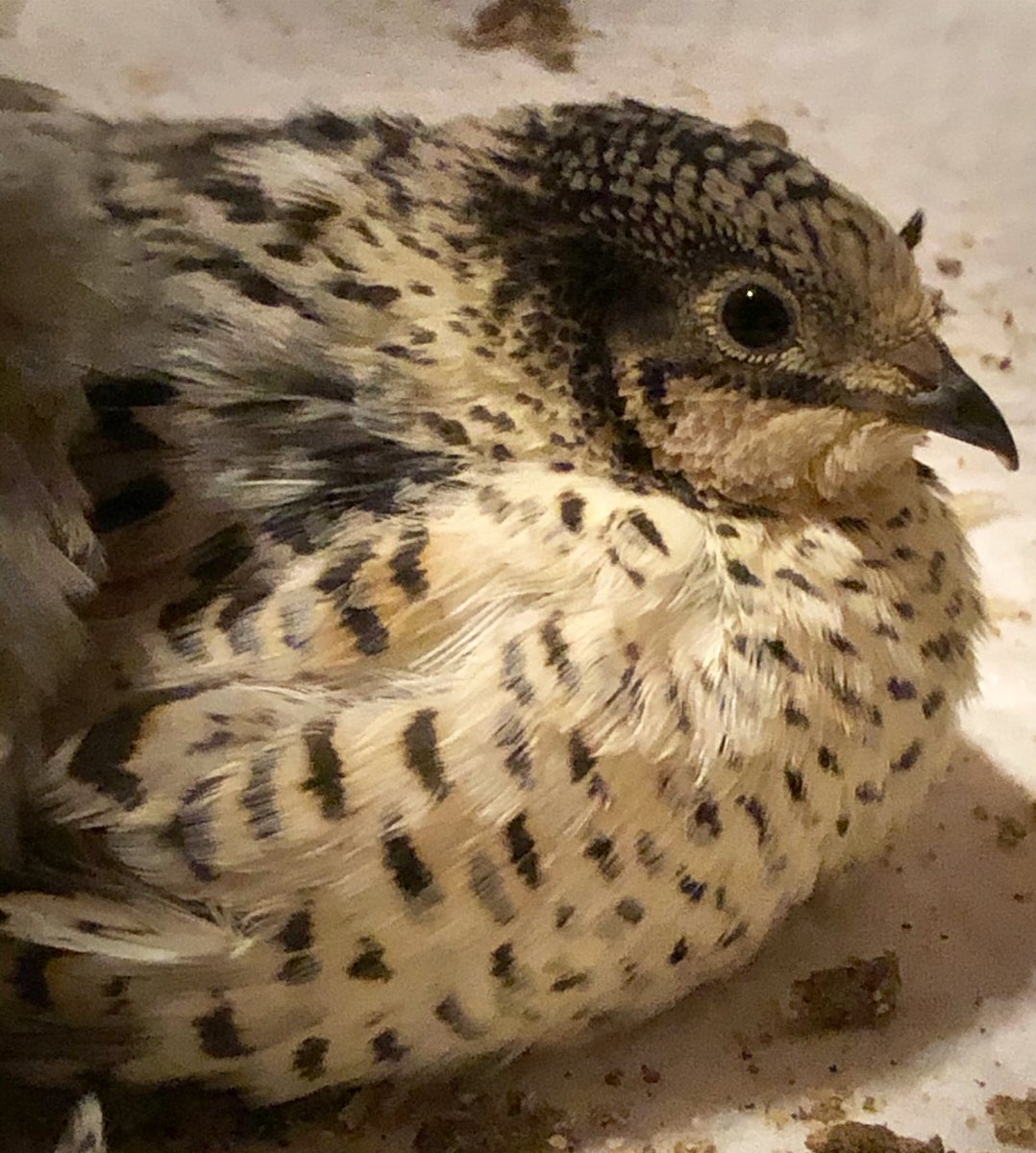 Sometimes I just can’t comprehend how cute indy is! 🖤
#bird #birds #birdlover #quail #birdwatching