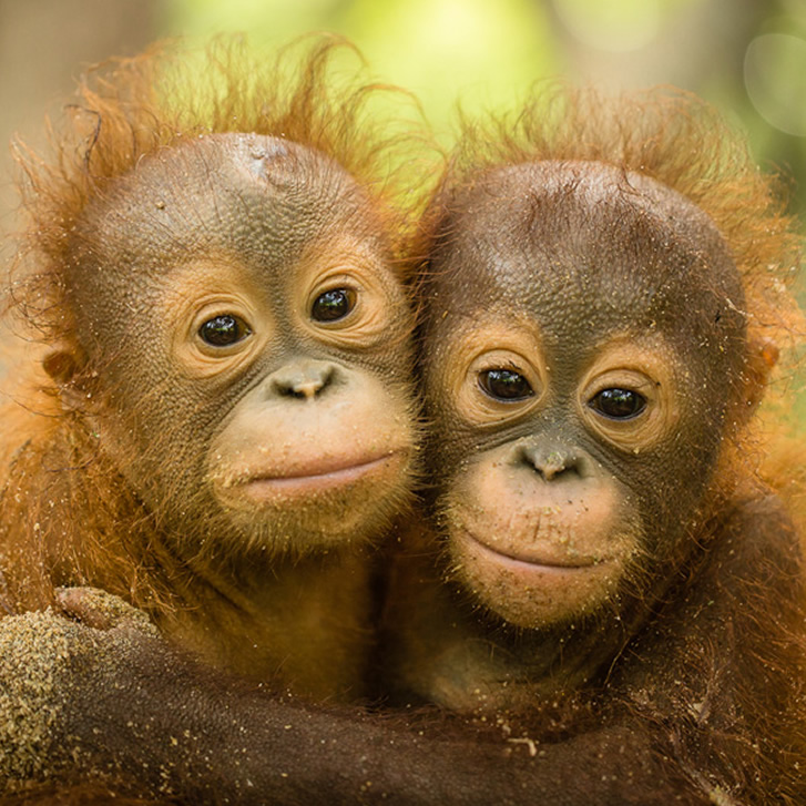 Four days to #ValentinesDay! Give them the ultimate #ValentineGift - #AdoptAnOrangutan. 🧡 #ShareTheLove and help feed and teach #OrphanedOrangutans in care centres in Borneo and Sumatra. Your support will help them one day return to the wild. ow.ly/P0wd50DuVmJ #TOP