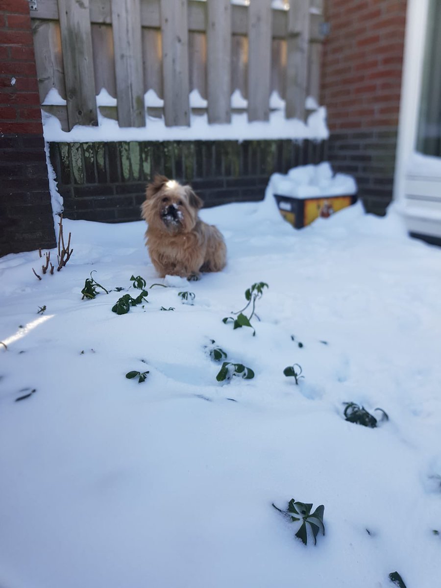 ArneSchaddelee's tweet photo. Onze hond deed vandaag ook mee aan de #snowfacechallenge https://t.co/3I1Vhvpwg6