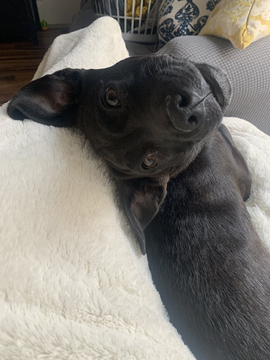 gingerkaity's tweet photo. Just look at my baby 🥰 https://t.co/vhNb2d1jXg