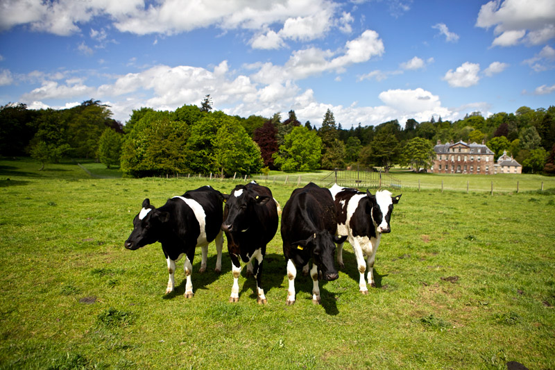 JackieMcCreery's tweet photo. Remit of @GreenerScotland  #DairySectorClimateChangeGroup published. We are working hard to deliver in a short space of time and we will shortly issue a call for evidence. Keen to hear from anyone involved in the dairy sector in Scotland. https://t.co/G0ya7O92zm #teamdairy https://t.co/hS236gm8BG