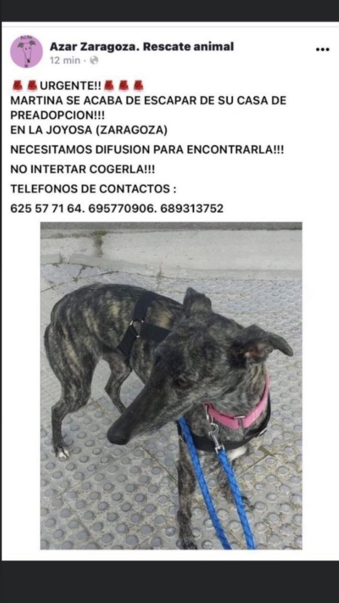 gemmasdn's tweet photo. Se ha perdido la perrita de mi novio!
No sabemos dónde puede haberse ido, me haríais un favor si difundieseis🥺

Es en Zaragoza https://t.co/FlPhMptUTB