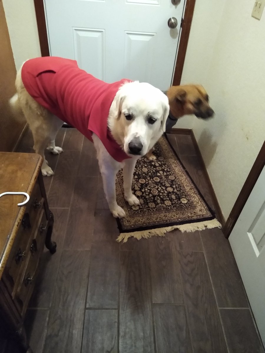 AprilP44's tweet photo. Jackie Brown is not amused to get her sweater on. Maxine is always happy to have his sweater on.
#itscoldaf
#doglife
#dogsoftwitter https://t.co/n5LLIUMKOB