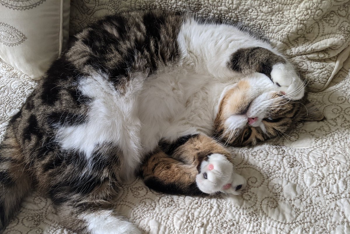 I want my cat's life