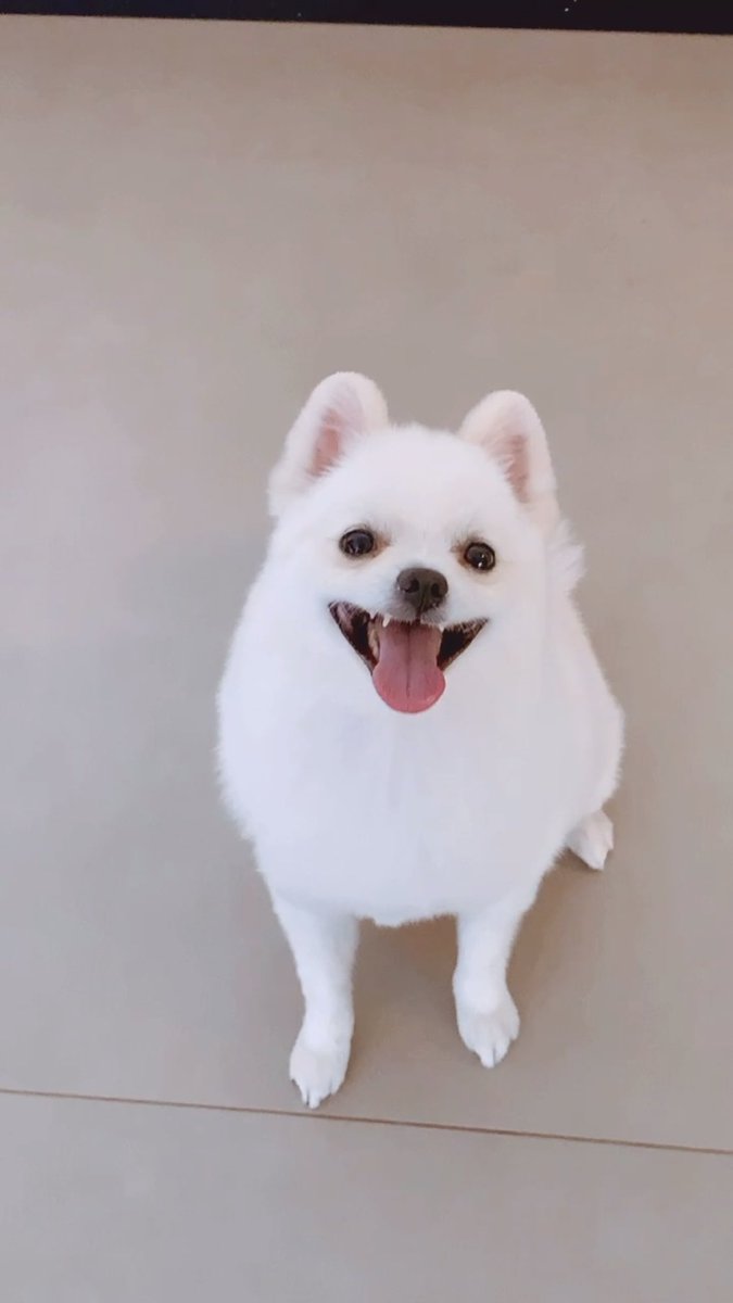 Fabiola92768044's tweet photo. @emillyaraujoof logan e milk tao lindo fofinho 🐶🐶😘🧡mamae e papai paully💑🥰🐶😘 https://t.co/yH4fqo2h69