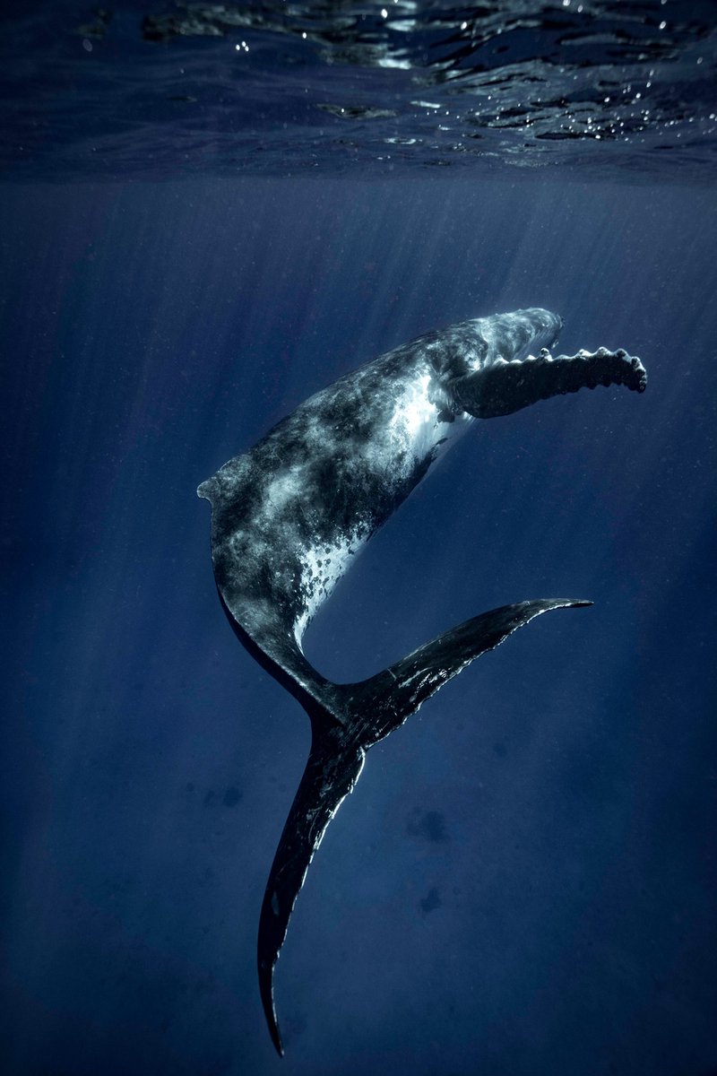 【廃盤CD】水槽のクジラ/窓の海に, e.p. 廃盤CD】水槽のクジラ/窓の海に, e.p. 水槽のクジラ Official