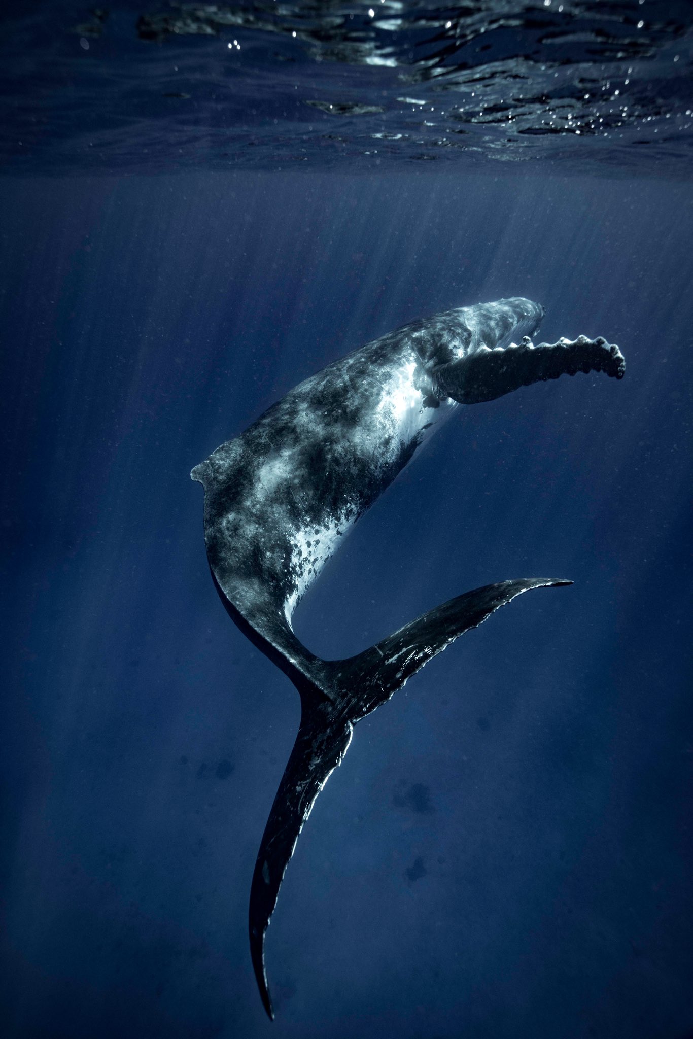 アラスカ クジラ 親子 水彩画★ メアリー・クロクストン ★大判 アラスカ クジラ 親子 水彩画☆ メアリー・クロクストン ☆大判