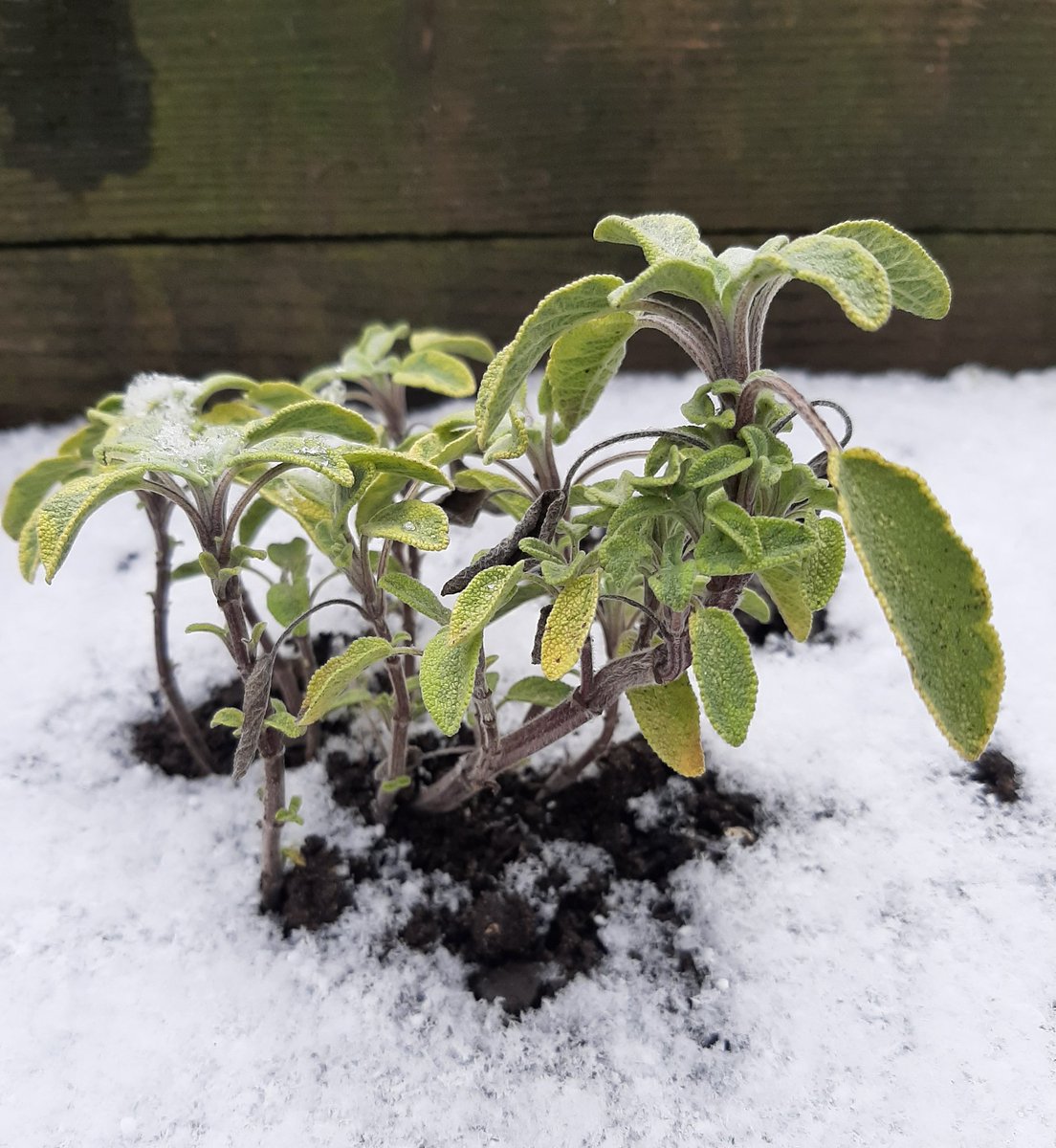 MurmurousHum's tweet photo. Sage in the snow. My garden makes me happy especially at the moment.
#Snow #HeadHeartHandsBlog #smallbeauties https://t.co/nPIY7JDFmX