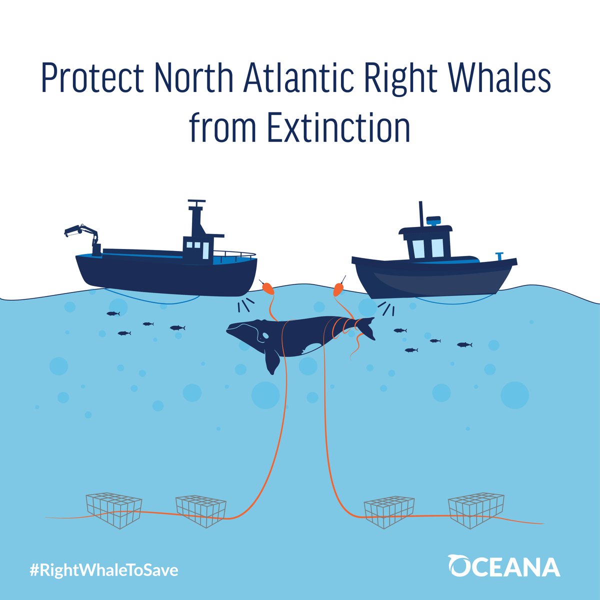 Sailors for the Sea (@sailorsforsea) on Twitter photo URGENT: Critically endangered North Atlantic right whales need your help! With only around 360 remaining, they need adequate protections from a top threat: fishing gear entanglements. Tell <a href="/NOAAFisheries/">NOAA Fisheries</a> to enact stronger measures: bit.ly/3qj04fr #RightWhaleToSave URGENT: Critically endangered North Atlantic right whales need your help! With only around 360 remaining, they need adequate protections from a top threat: fishing gear entanglements. Tell <a href="/NOAAFisheries/">NOAA Fisheries</a> to enact stronger measures: bit.ly/3qj04fr #RightWhaleToSave