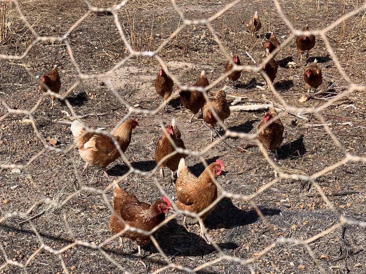 Not today Mr Todd 🐓🦊💥