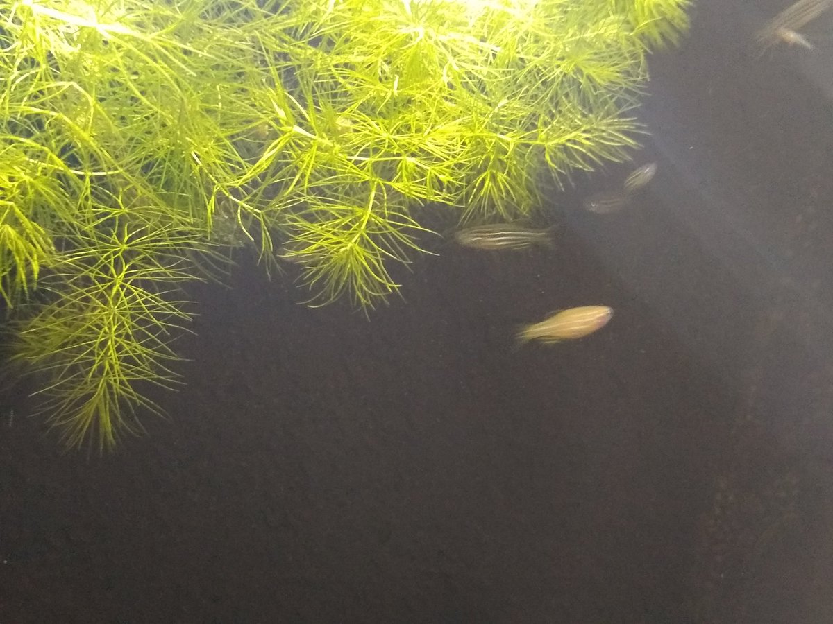 Milton Tan tweet media