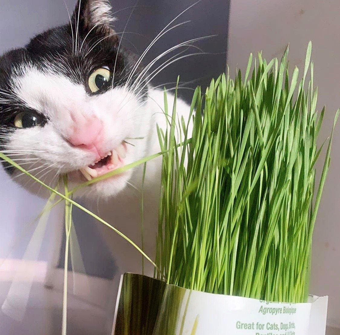 Pet Greens tweet media