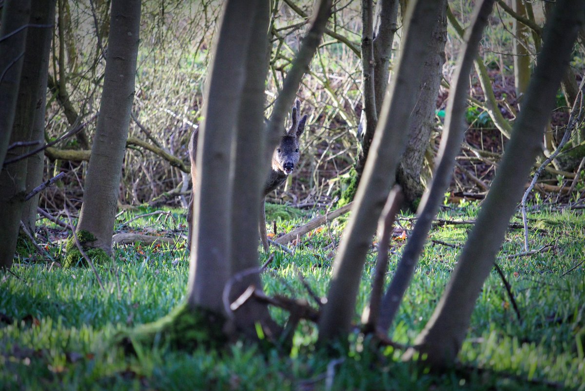 Please follow  @weekleyhallwood and find us on Facebook and Instagram.Some brilliant background to  #SaveWeekleyHallWood by  @NNjournalism here:  https://twitter.com/NNjournalism/status/1346729238720876545Sign our petition  http://bit.ly/saveourwoodpetition and check out the website:  http://saveweekleyhallwood.com&nbsp;