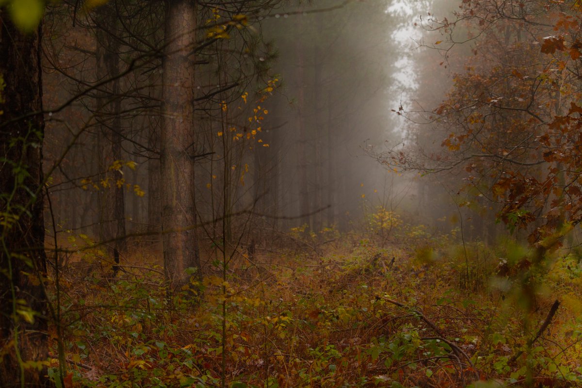 Please follow  @weekleyhallwood and find us on Facebook and Instagram.Some brilliant background to  #SaveWeekleyHallWood by  @NNjournalism here:  https://twitter.com/NNjournalism/status/1346729238720876545Sign our petition  http://bit.ly/saveourwoodpetition and check out the website:  http://saveweekleyhallwood.com&nbsp;