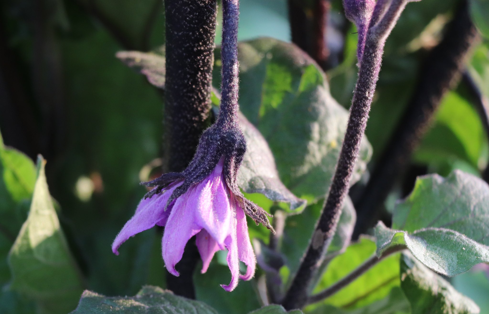 金都餐廳on Twitter 茄子花開 感受接近的春天 埔里 金都餐廳 茄子 Eggplant 台菜https T Co Wa1ago63gw Twitter