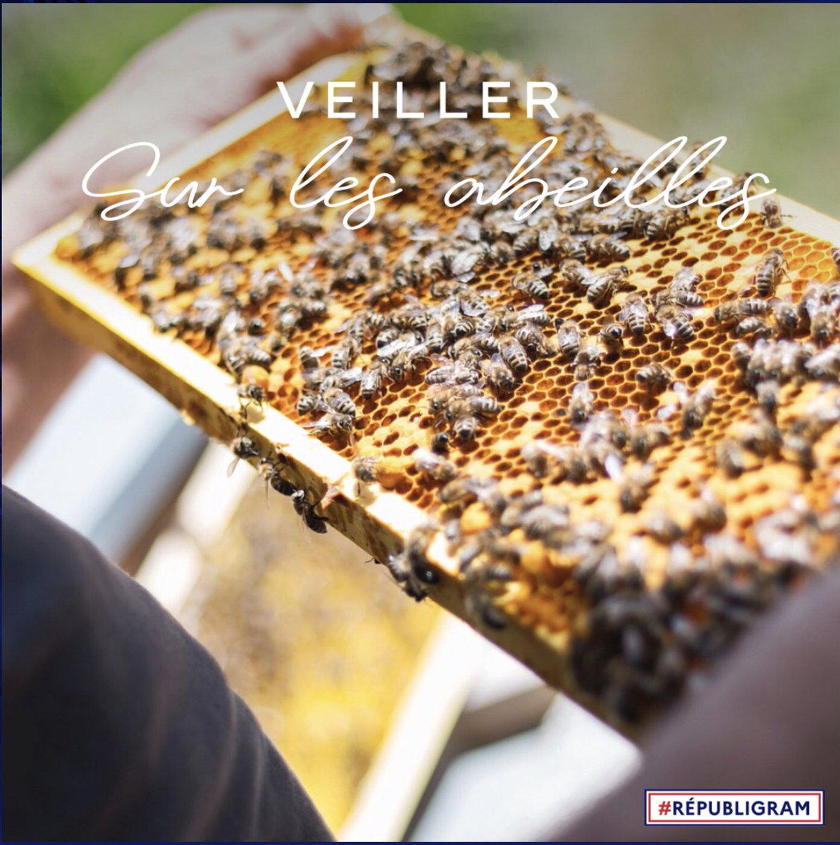 SNA Apiculture tweet media