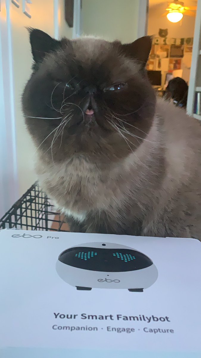 DerTheCat tweet picture