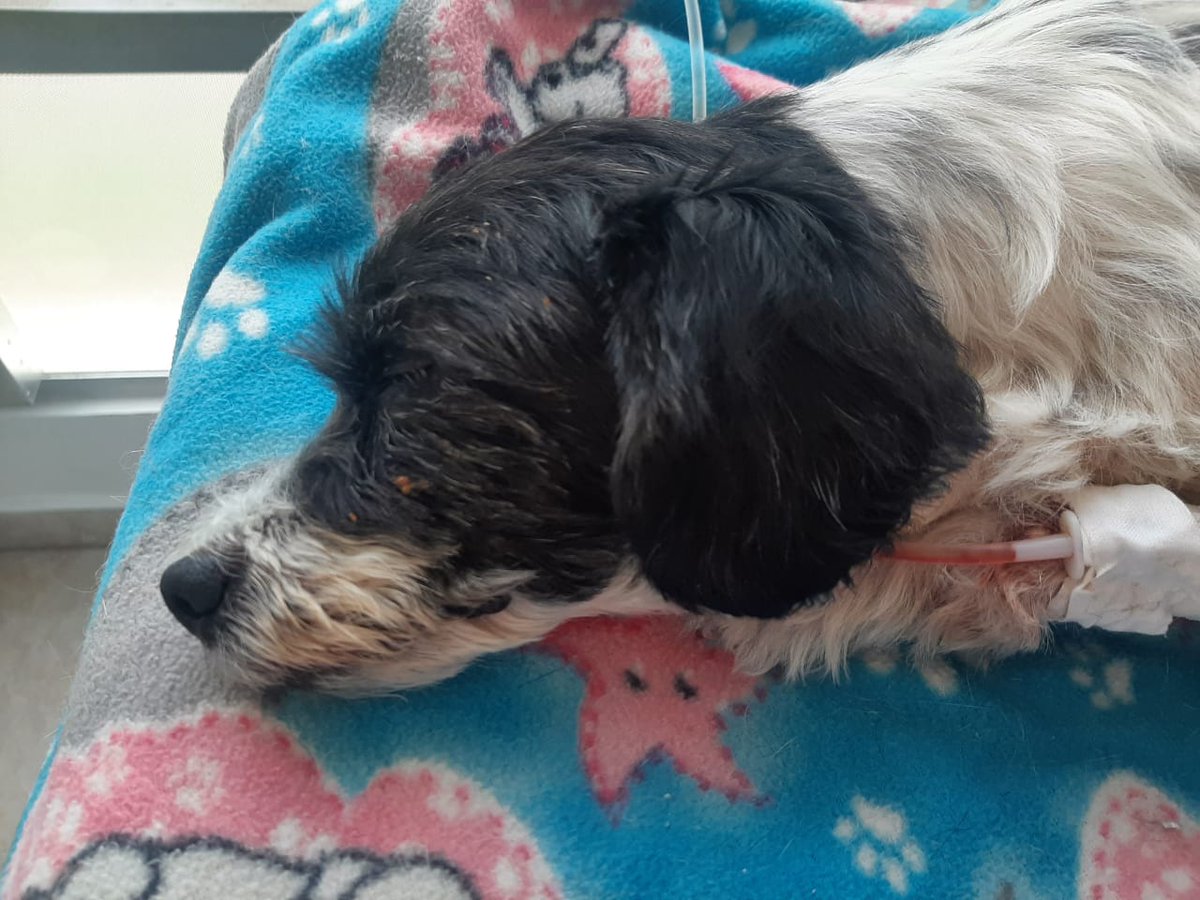 osman_esneider's tweet photo. Nunca he hecho esto pero debido a la situación por la que atravieso no tengo mas opción, tengo mi perrita hospitalizada y la deuda es bastante grande y se nos acabaron los recursos, todo aquel que me pueda ayudar con lo que deseen me harian muy feliz y a mi perrita aun mas😭
1/2 https://t.co/GzQ8uy0x5a