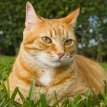 General Hux as cats (@huxascats) on Twitter photo 