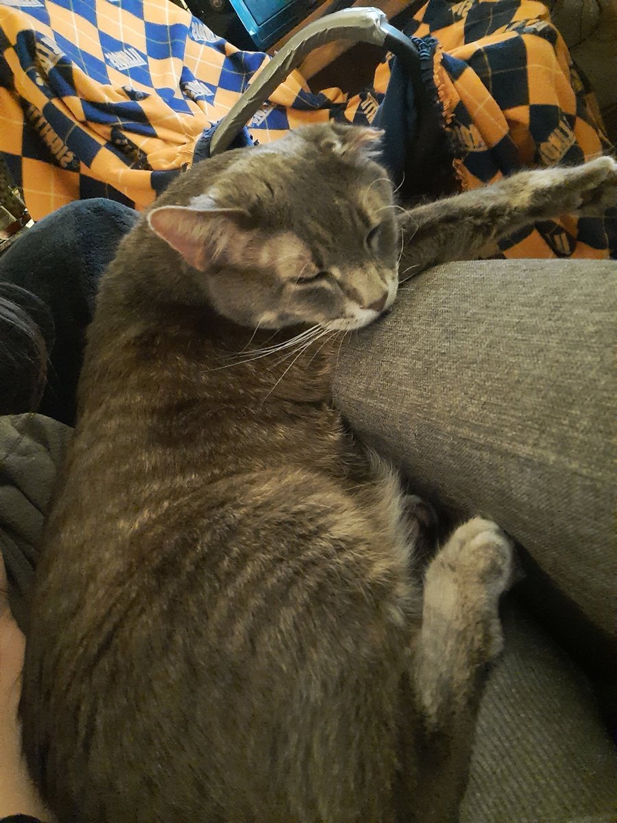 OneEaredCat's tweet photo. Poor Vince has been constipated for 2 days now :(

We're in good contact with our vet and Vince seems okay otherwise fortunately. 

He definitely needs all the happy poop thoughts he can get ☕ https://t.co/Hk28ee5HNf