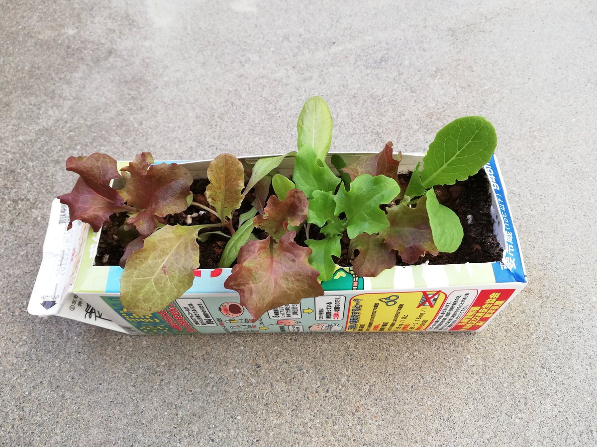 マルコ 家庭菜園 おはようございます 牛乳パックで育ててるサラダミックスが大きくなってきました まだ虫いないからベランダで栽培中 室内とは違って色がすぐ変わるね