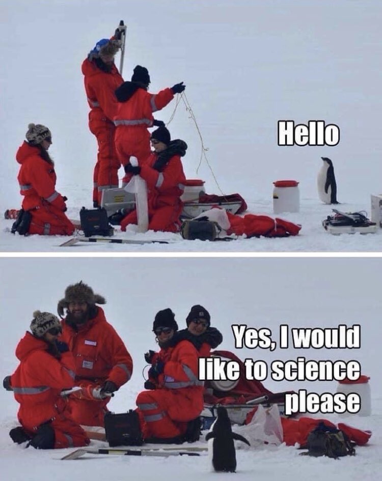 Starting my #PhD I feel like this penguin, all the enthusiasm but absolutely no idea what I’m doing or how to do it 😂😫🤔😰#phdlife #Biology #AcademicChatter