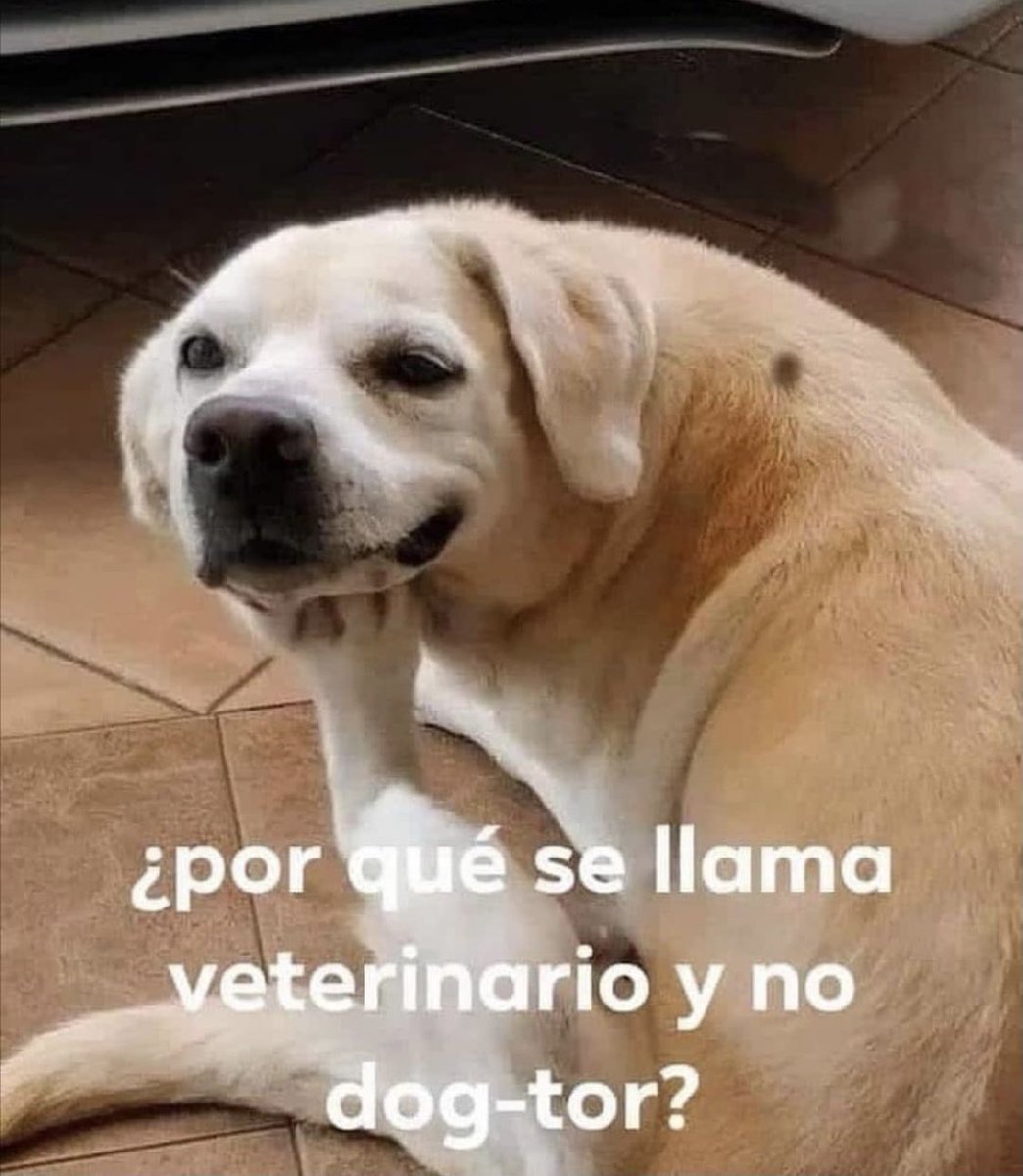 GustavoVela71's tweet image. Can existencialista