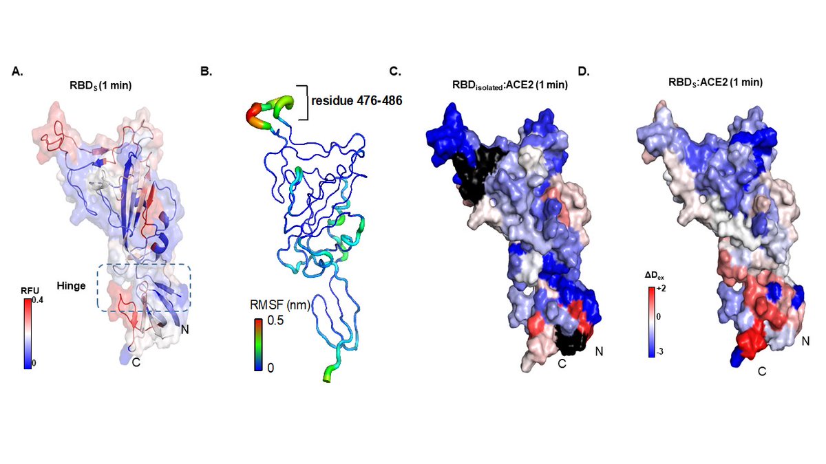 Ganesh S Anand (@ganeshsanand1) on Twitter photo Excited to share my group's (Thank you Raghu and Nikhil!) paper in eLife mapping Spike:ACE2 interface and allostery by HDXMS!
doi.org/10.7554/eLife.… <a href="/eLife/">eLife - the journal</a> Excited to share my group's (Thank you Raghu and Nikhil!) paper in eLife mapping Spike:ACE2 interface and allostery by HDXMS!
doi.org/10.7554/eLife.… <a href="/eLife/">eLife - the journal</a>