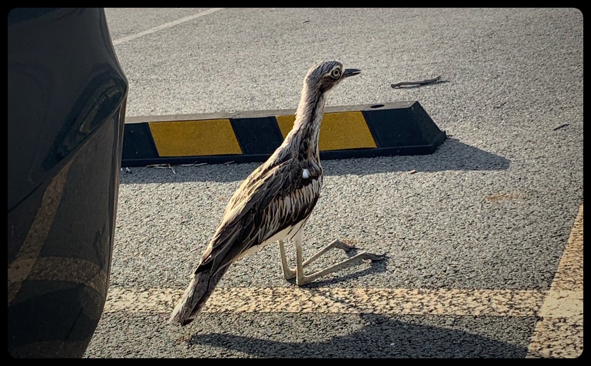 aClearOutlook's tweet photo. Yesterday afternoon on campus after work. This little guy stopped by my car for a chirpy chat. @usqedu #usqspringfield https://t.co/7eJnGmOai1