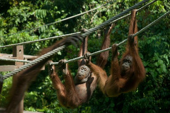 This evening we're off to the Sepilok Orangutan Rehabilitation Centre located in the state of Sabah, Malaysia. It opened in 1964 for orphaned baby orangutans that were found in places like logging sites & plantations, or from illegal hunting. They're trained to be able to........