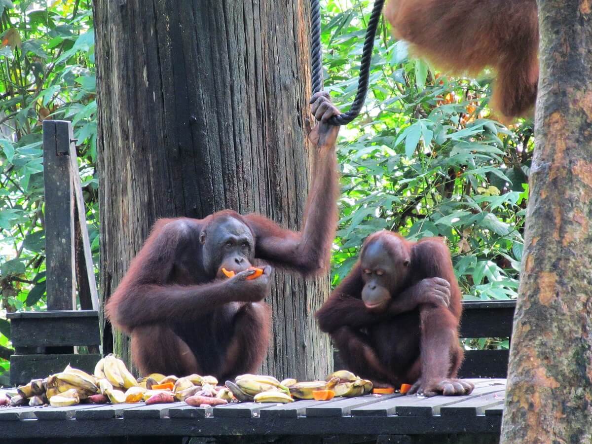 This evening we're off to the Sepilok Orangutan Rehabilitation Centre located in the state of Sabah, Malaysia. It opened in 1964 for orphaned baby orangutans that were found in places like logging sites & plantations, or from illegal hunting. They're trained to be able to........
