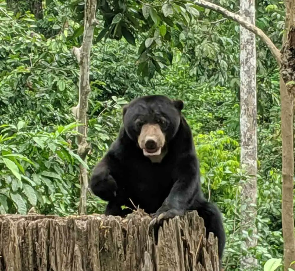 survive in the wild and when they're ready they are released. It's also located near the Bornean Sun Bear Conservation Centre for the Malaysian sun bear, which was established in 2008.