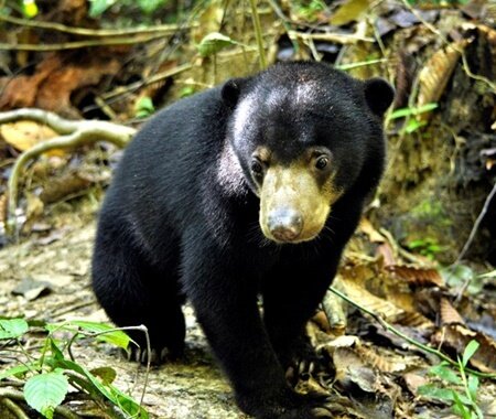 survive in the wild and when they're ready they are released. It's also located near the Bornean Sun Bear Conservation Centre for the Malaysian sun bear, which was established in 2008.