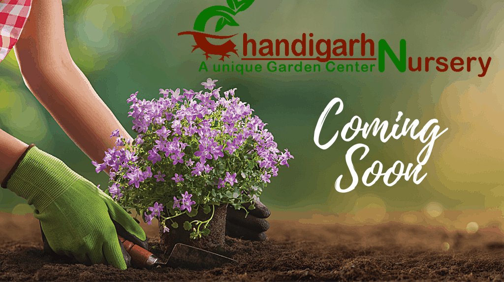 Chandigarh Nursery on Twitter "plant plants nature 