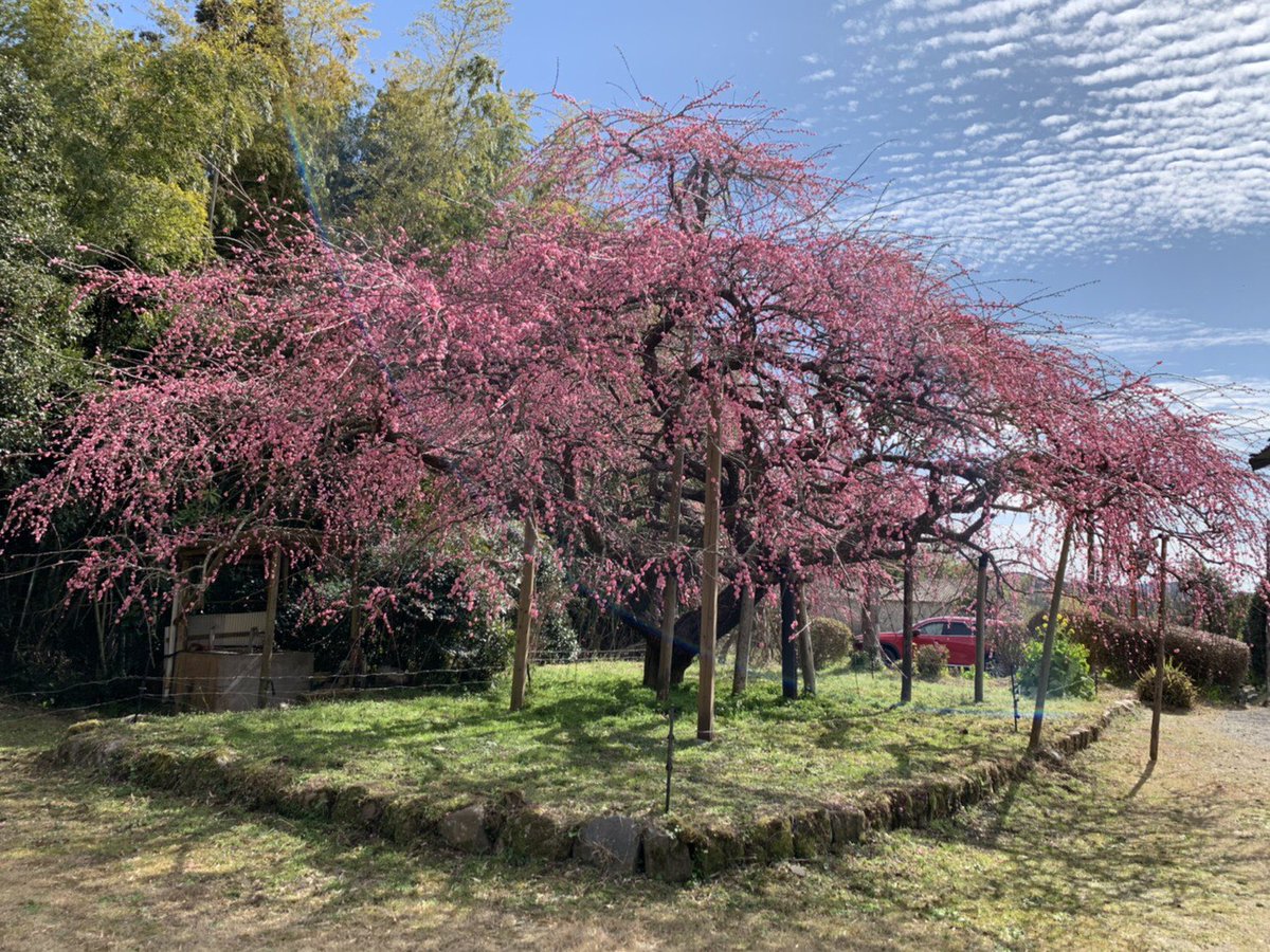 まむねむこ 鹿児島エヴァ展勝手に応援大使 薩摩川内市の紅梅のしだれ梅が見頃でした 眼福です 藤川天神も 来週が見頃です 梅の香りは 甘いのにすっきりしていて 日頃の雑念を吹き飛ばしてくれますね 薩摩川内市 まむねむこ 鹿児島エヴァ展勝手に応援大使 薩摩川内市の紅梅のしだれ梅が見頃でした 眼福です 藤川天神も 来週が見頃です 梅の香りは 甘いのにすっきりしていて 日頃の雑念を吹き飛ばしてくれますね 薩摩川内市