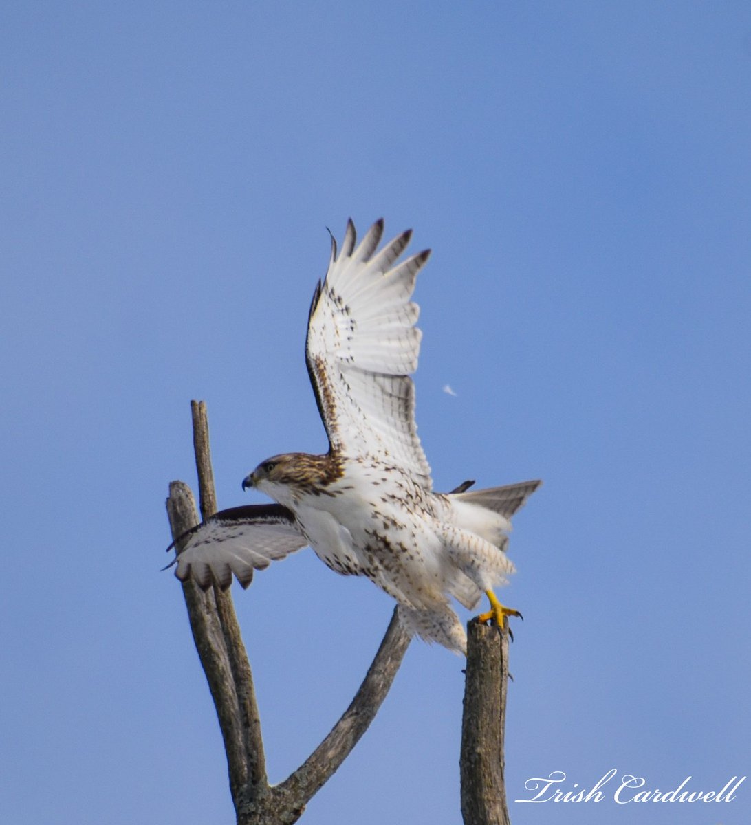 tc_31's tweet photo. Love watching the birds #glenridgequarrynaturalizationsite #niagararegion https://t.co/Cq51VHJ7kb