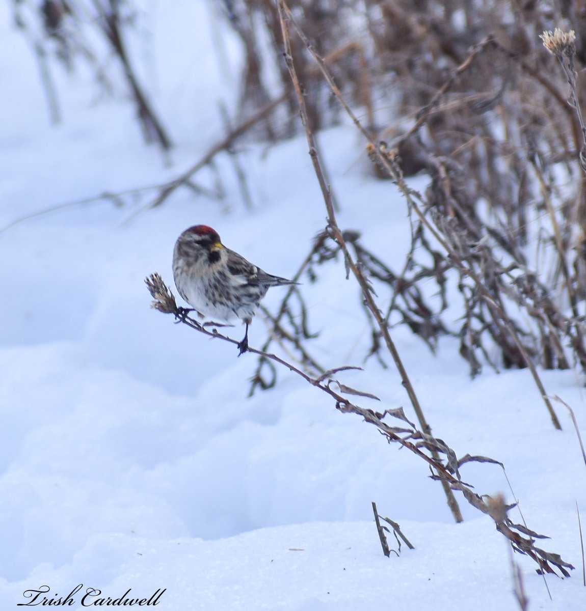 tc_31's tweet photo. Love watching the birds #glenridgequarrynaturalizationsite #niagararegion https://t.co/Cq51VHJ7kb