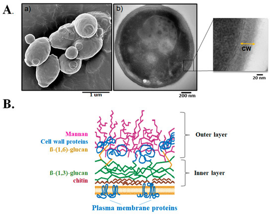 JoF_MDPI's tweet photo. "Preliminary Structural Elucidation of β-(1,3)-#glucan Synthase from #Candidaglabrata Using #Cryo-#Electron #Tomography" from Dr. Cristina Jiménez-Ortigosa and her colleagues
Full text: https://t.co/N8bKcz9jl8 https://t.co/p6Aw4txtwV