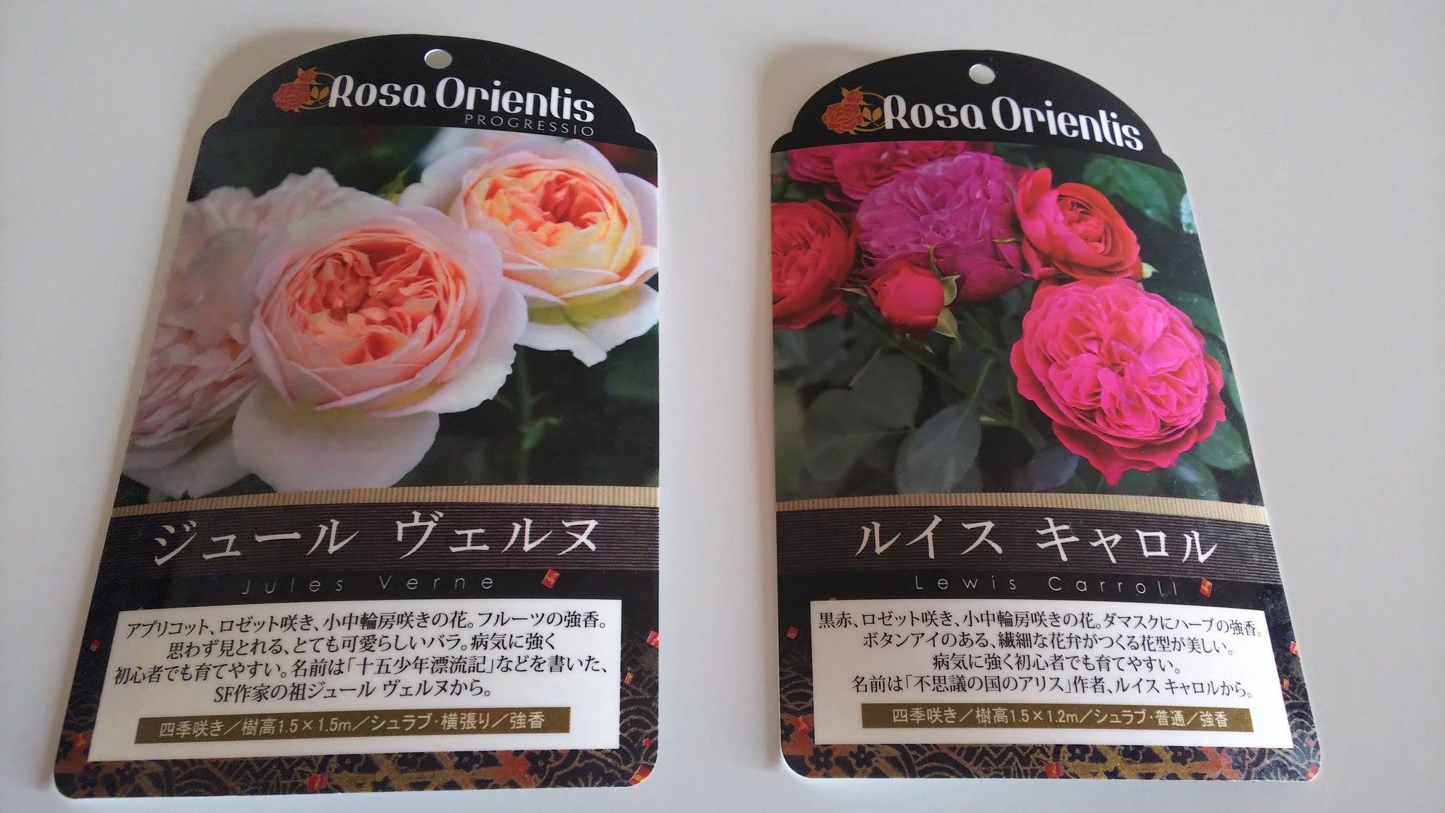 まりの ロサオリエンティスの バラ届きました ジュールヴェルヌ ルイスキャロル T Co Eok1eyw4vw Twitter まりの ロサオリエンティスの バラ届きました ジュールヴェルヌ ルイスキャロル T Co Eok1eyw4vw Twitter