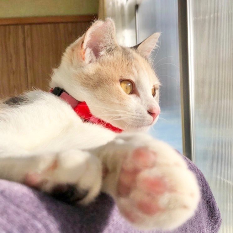 ながの鈴ねこの会 ２月譲渡会参加猫の紹介 ミツコちゃん 性格はおっとりさんです ナデナデ大好きですが まだ抱っこは練習中です 優しく家猫修行させてくださる里親さんを希望します ながの鈴ねこの会 鈴ねこ 保護猫 保護猫譲渡会 譲渡会 長野県