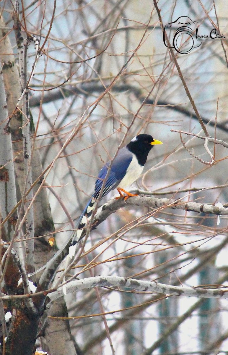 Watching over the woods #photo #wednesdaythought #WednesdayMotivation #photographer #wildlife #WINTER #photography #canonphotography #tuesdayvibe #Picrew #birdphotography #Kashmir #gold #snow #travel #nature #life #NaturePhotography #MysteryOfCreationOfNature 
P.C. <a href="/Rakhshanda08/">Er. Rakhshanda Tazeen</a>