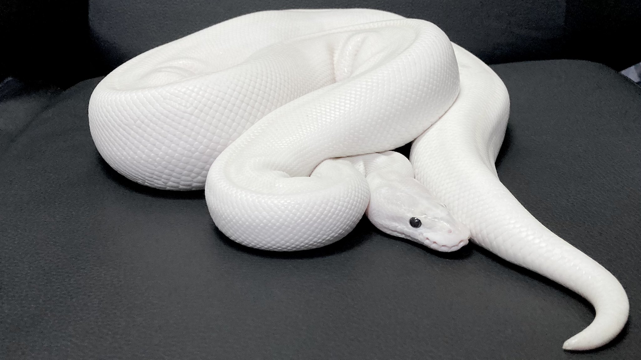 Satisfactory Taka 日中は暖かくなってきた気がする 早く春にならないかな T Co 6a5lkrxf5s Twitter