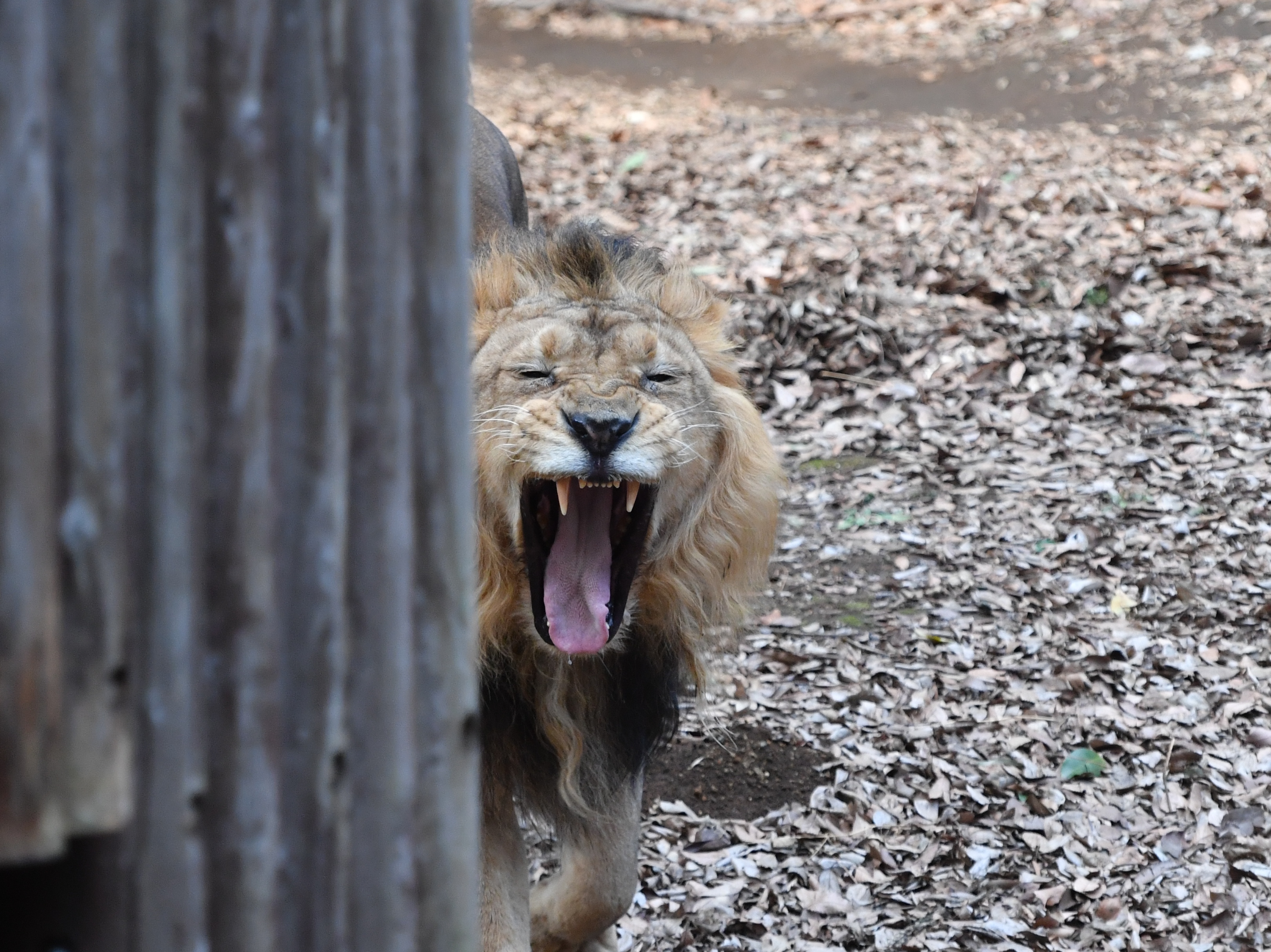 公式 横浜市立よこはま動物園 ズーラシア 歯科検診 はい アーンしてください 次はイーってしてください とでもやっているかのようにしっかりと歯を見せてくれていますね 立派な犬歯です あくび中です ズーラシア Zoorasia インドライオン