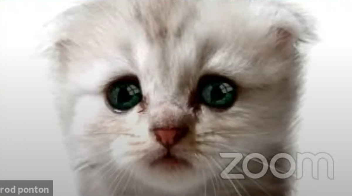 ABAJournal's tweet photo. Our exclusive interview: The cat is out of the bag. County Attorney Rod Ponton of Presidio County, Texas, appeared on Zoom for a court hearing around 11 a.m. Tuesday. By the afternoon, he was a YouTube star. https://t.co/qNXLA9f0C2 https://t.co/fpl5g3wdiI