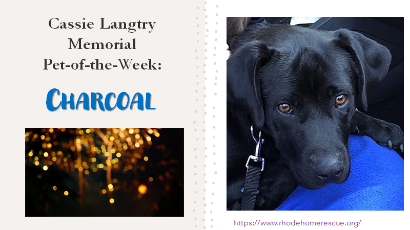 Liz_McCuskey's tweet photo. Behold the  the @UMassLaw #CivPro #CassiePetoftheWeek: CHARCOAL.

At the time of his nomination, this soulful pup was under the foster care of volunteers. He has since been adopted! A welcome #Rule15 supplement, for sure.

Honor Cassie and find your Charcoal: @rhodehomerescue https://t.co/eyvm2AQk4K
