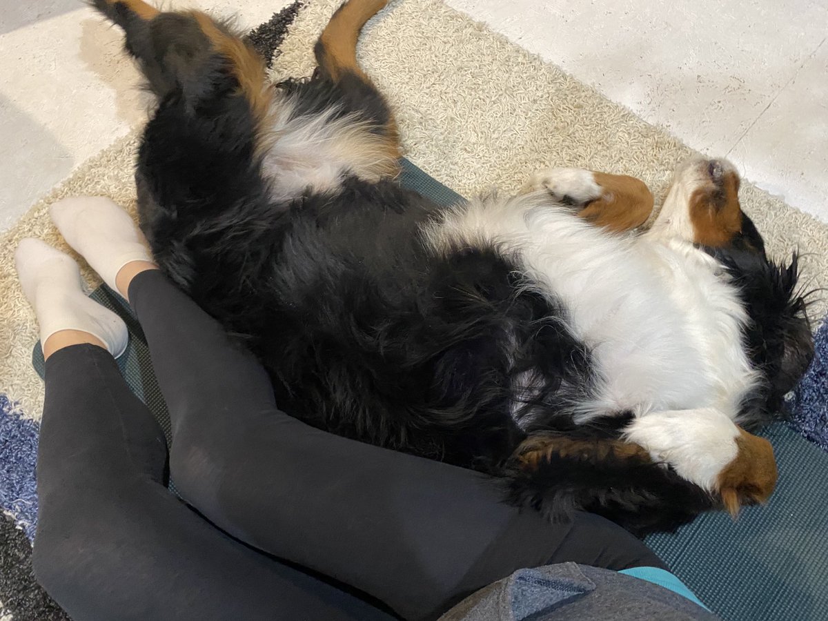 PamelaA91823184's tweet photo. Move over mom....I Pilates too! #BernerPilates #MatHog #BerneseMountainDog https://t.co/gfjVzFBKpP
