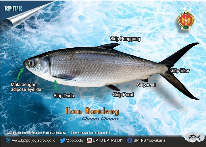 bptpbdiy's tweet photo. Ikan Bandeng (Chanos chanos) atau dikenal dengan Milkfish merupakan salah satu komoditas yang dikembangkan di UKBAL Sundak BPTPB. Ikan bandeng memiliki karakteristik tubuh pipih memanjang, mata bulat dilengkapi adipose eyelid. https://t.co/BWoBNfAk0Y